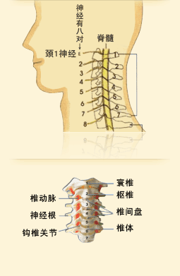 大家知道,颈椎是人体脊柱正常生理四凸曲线之一,在脊柱上端.