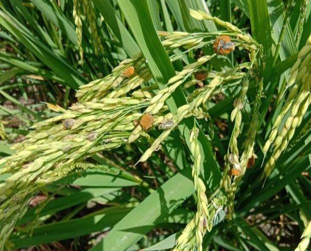 水稻稻曲病一旦发生,就无法补救,农民如何把握好防治