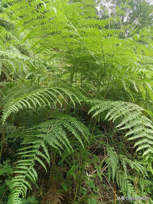 ching)是金星蕨科毛蕨属植物,植株高达90厘米.根状茎未见.