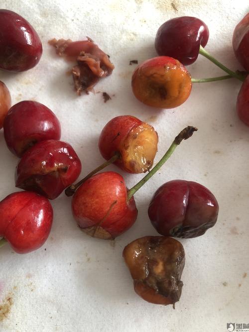 黑猫投诉麦真旗舰店买的樱桃全部腐烂