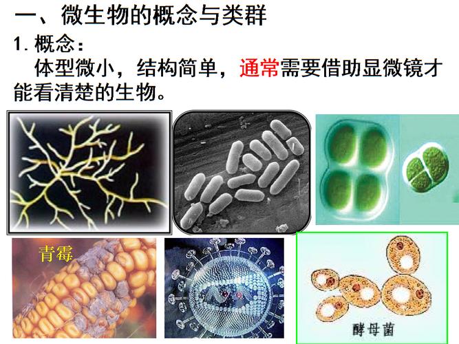 第一章微生物类群——病毒,原核生物界资料.ppt