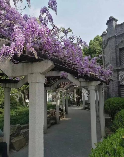 江阴千年紫藤又开花!还有蕙兰展……就在中山公园