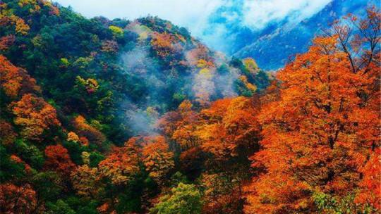 川西红枫岭景区门票及相关产品  赏百亩红枫叶 景点地址: 四川省什邡