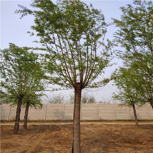 12公分旱柳旱柳价格行情滁州