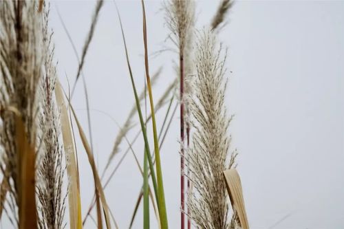 喜欢芦苇,也爱满山的芒草