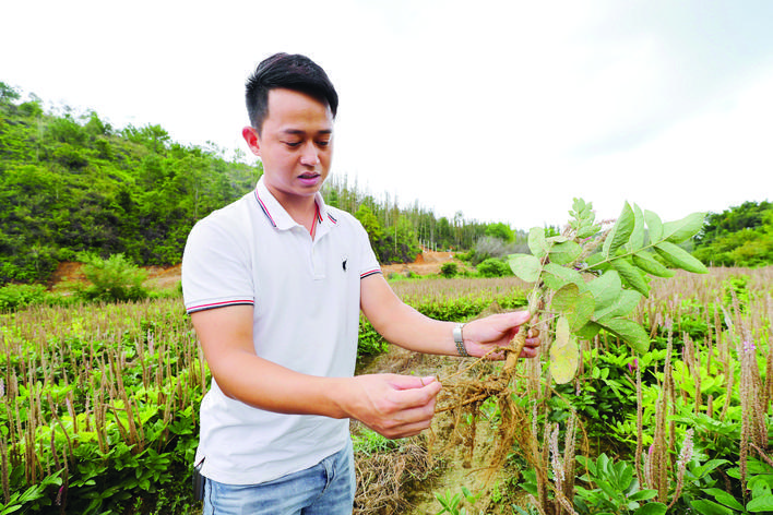 返乡种植中药材种出致富方子
