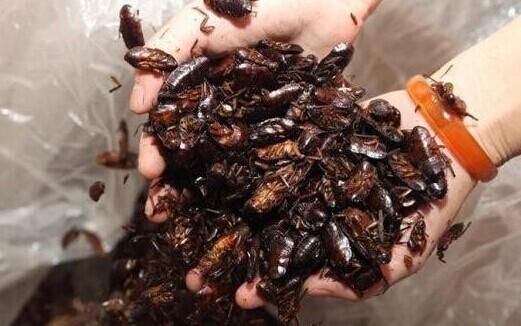 惊:蟑螂竟能抗癌!广东一女子养10万只蟑螂生吃