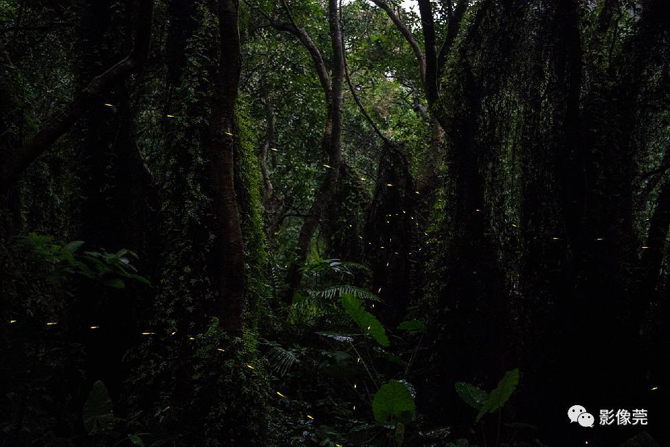拍摄于大岭山森林公园