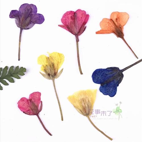 花事未了 滴胶干花手机壳 diy 天然色干花压花材料植物标本 油菜花