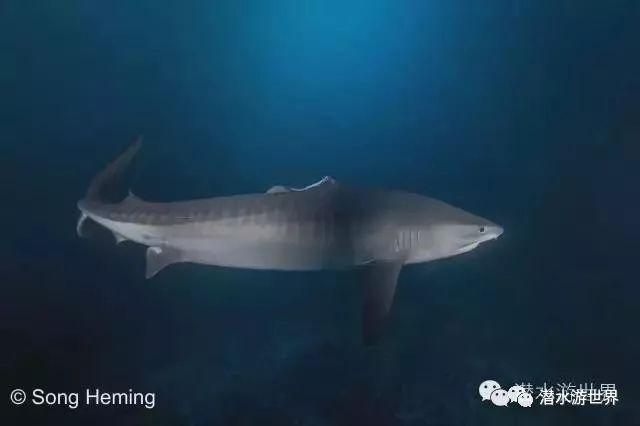 就曾在帕劳拍到断翅的灰礁鲨.