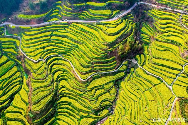 漫山遍野的梯田油菜花
