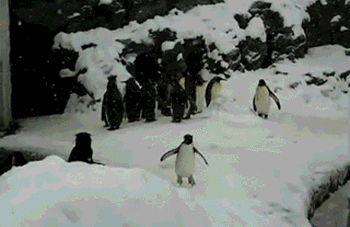 企鹅下雪开心可爱gif动图_动态图_表情包下载_soogif