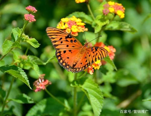 《花朵上采花蜜的蝴蝶》美髯公-协助拍摄