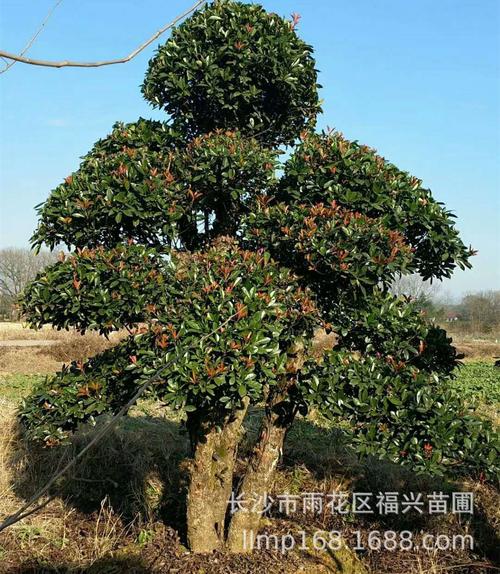 供应椤木石楠40-60cm造型椤木石楠园林绿化景观苗木椤木石楠桩