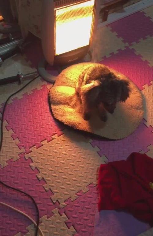 原创狗狗烤火时冒烟,主人闻到烧焦味,上前一瞧哭笑不得!