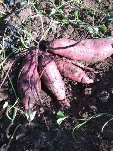 济薯26号红薯 济薯二十六一件代发