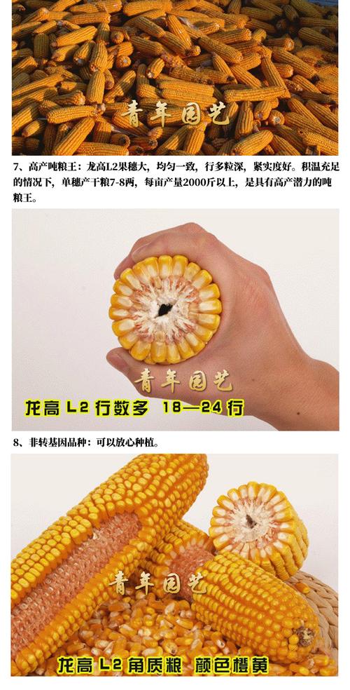 青园种业 5000粒 保收龙高l2杂交玉米种子大田高产抗旱抗倒伏