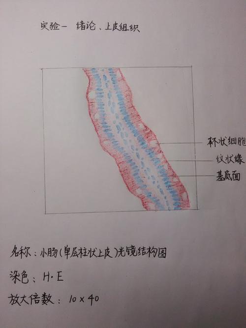 结合观察到的小肠切片(单层柱状上皮)以及书本上单层柱状上皮的特点