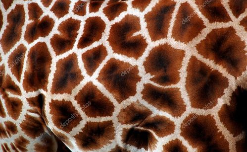 名称:长颈鹿皮毛的详细信息