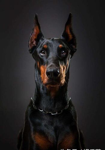 南宁小杜宾犬多少钱一只,杜宾犬大概多少钱一只哪里的