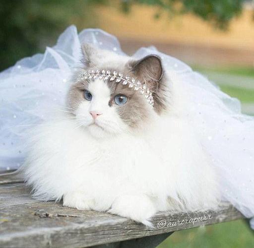 猫咪被当公主养 世界上最忠心最漂亮的猫咪长这样(图)