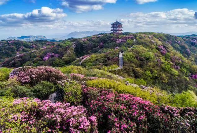 2022年重庆赏花时间表最佳赏花时间地点推荐