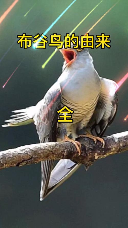 布谷鸟的由来