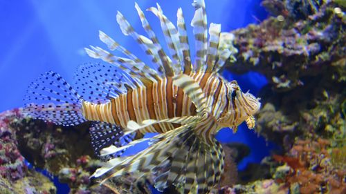 狮子鱼图片大全-动物壁纸-高清动物图片-第10图-娟娟