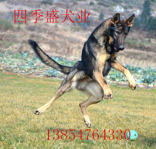 牟定哪里有卖狼青犬的狗场--昆明犬价格