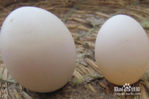 鸽子蛋怎么吃最有营养
