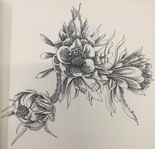 黑白画花卉系列_花卉_黑白画_装饰画_学习_针管笔_黑白装饰画_文化