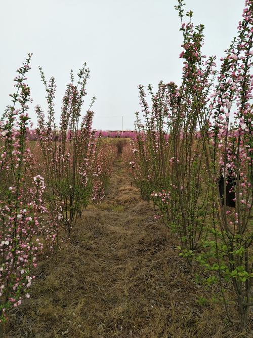 安州区乐兴镇百花园赏花.