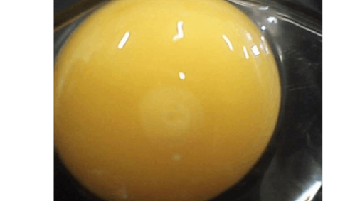 观察小鸡孵化的过程