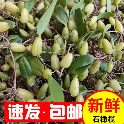 一折橄榄石_石橄榄单叶小果单叶石仙桃新鲜包邮果上叶煲汤材料小号