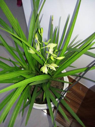 请问这是什么品种的兰花,详细点.草兰的哪个品种