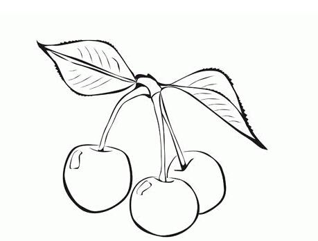 美国樱桃简笔画 (第1页)