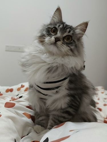 长毛猫剃毛后毛还能长吗