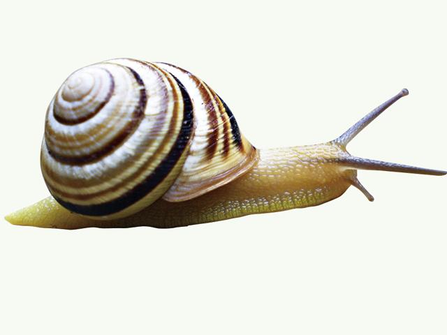 mail的意思是邮件,snail mail是指很慢的邮件,通常指通过邮局寄的平信