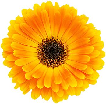 金盏花