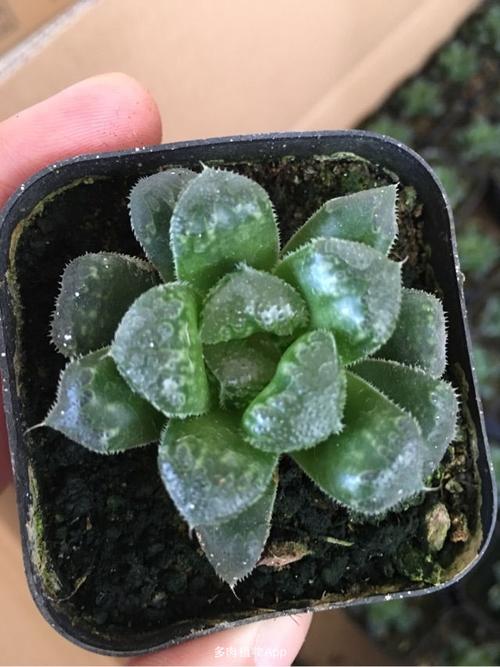 阿寒湖100