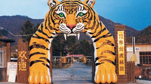 东北虎林园