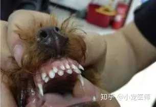 如果狗狗成年期缺钙,往往容易患上各种牙科疾病,如牙龈炎等.