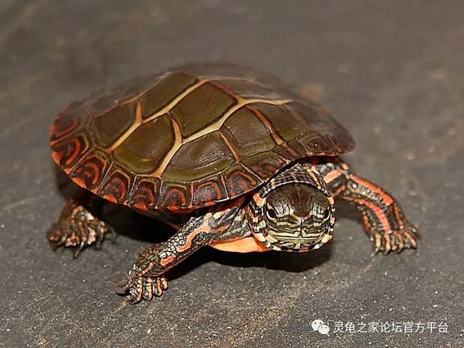 龟类饲养简易口诀