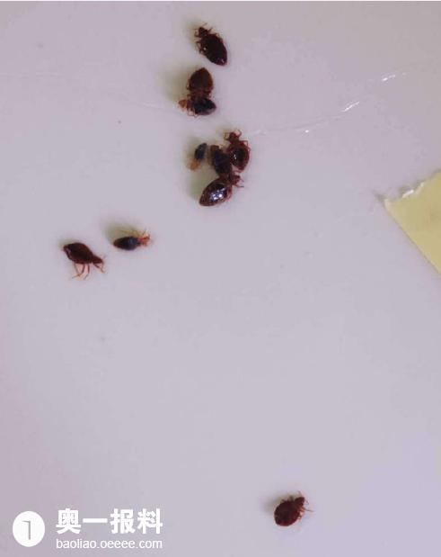 深圳出租屋出现咬人臭虫,红肿瘙痒令人难受