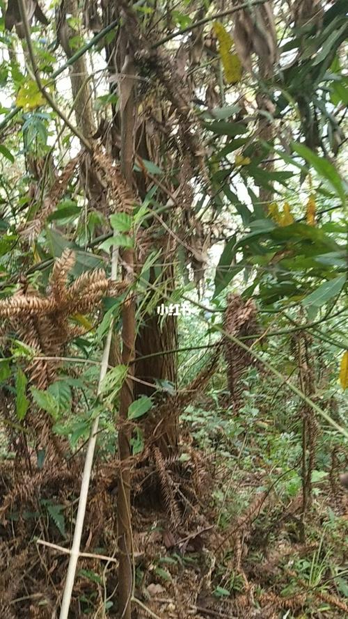 广东人煲汤草药(2):白花牛奶根_煲汤_养颜_我要上热门