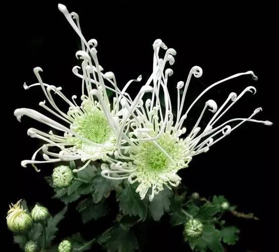 重庆园博园菊花艺术展