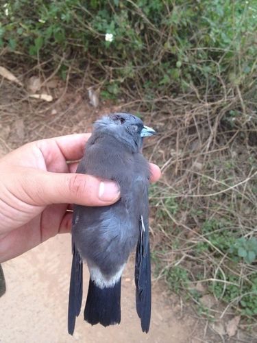 请问这鸟的学名是什么,本地叫石燕