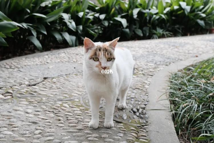 苏州 | 西园寺猫猫大赏 939978_猫咪_西园寺攻略_可爱猫猫_宠物