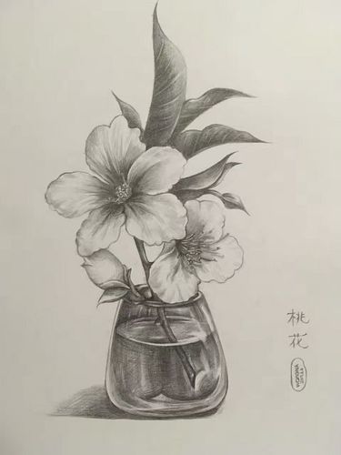 桃花 素描习作