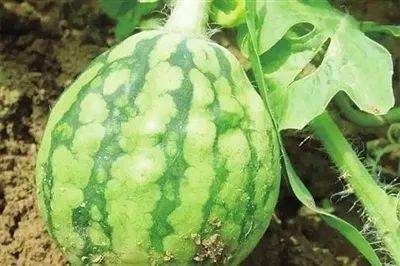 西瓜病毒病